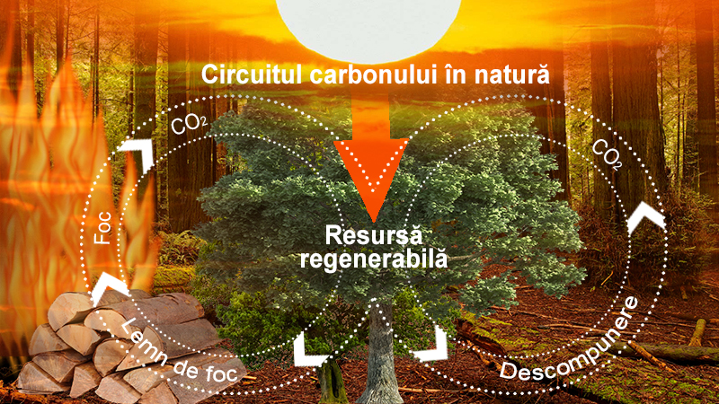 Lemnul, resursa regenerabila